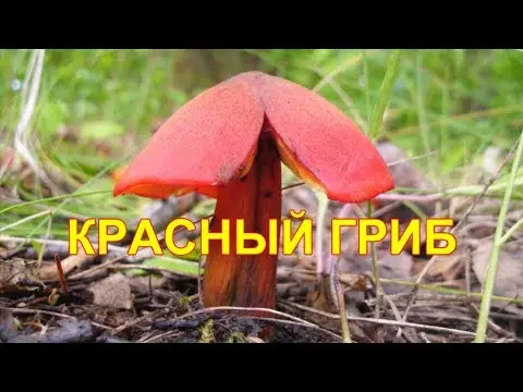 Hygrocybe Beautiful: edibility, description and photo