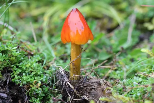 Hygrocybe Beautiful: edibility, description and photo