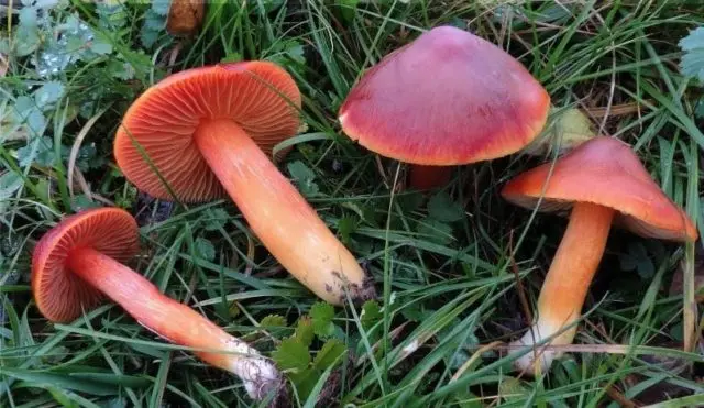 Hygrocybe Beautiful: edibility, description and photo