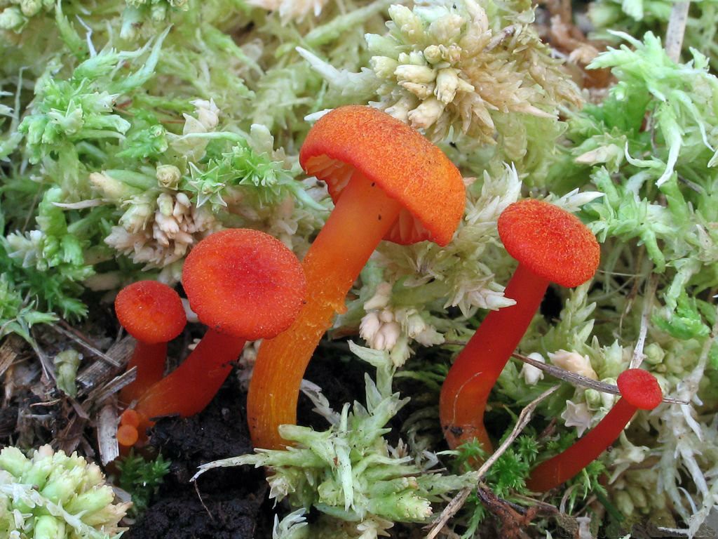 Hygrocybe cinnabar red (Hygrocybe miniata) photo and description