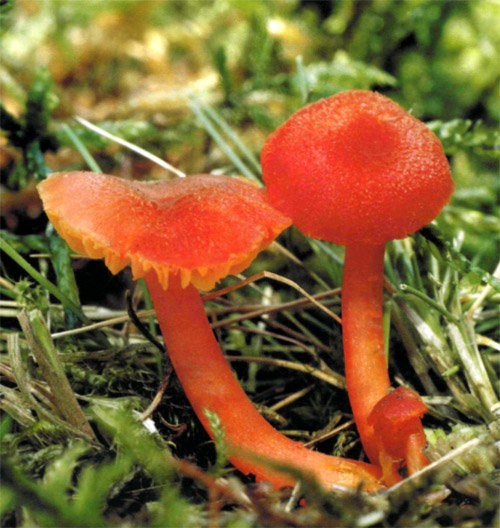Hygrocybe cinnabar red (Hygrocybe miniata) photo and description