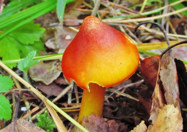 Hygrocybe conical: description and photo