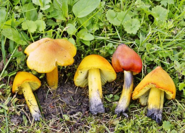 Hygrocybe conical: description and photo