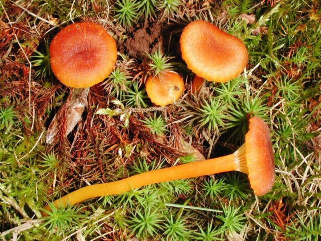 Hygrocybe conical: description and photo