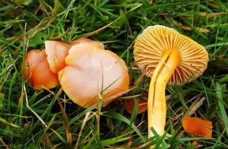 Hygrocybe conical: description and photo