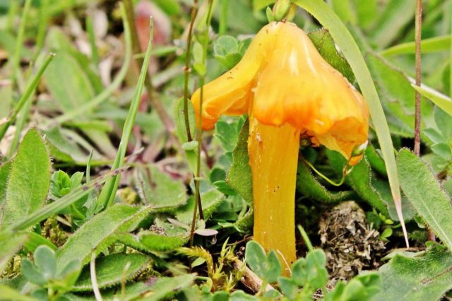 Hygrocybe conical: description and photo