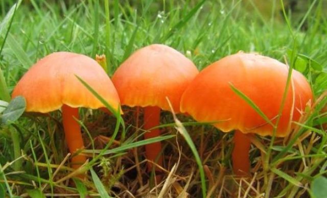 Hygrocybe oak: edibility, description and photo