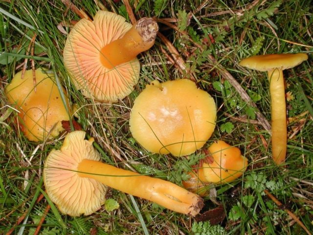 Hygrocybe oak: edibility, description and photo