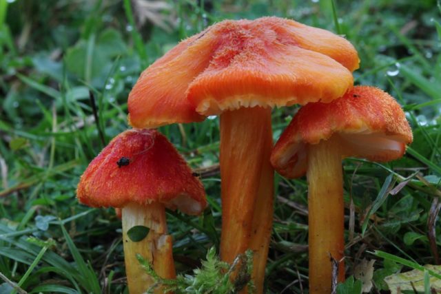 Hygrocybe oak: edibility, description and photo