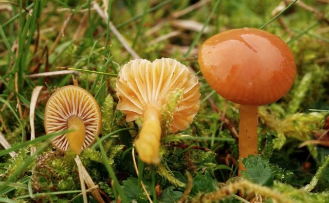 Hygrocybe oak: edibility, description and photo