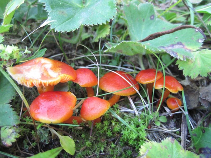 Hygrocybe scarlet (Hygrocybe coccinea) photo and description
