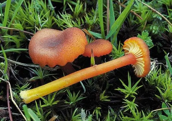 Hygrocybe species (Hygrocybe species) photo and description