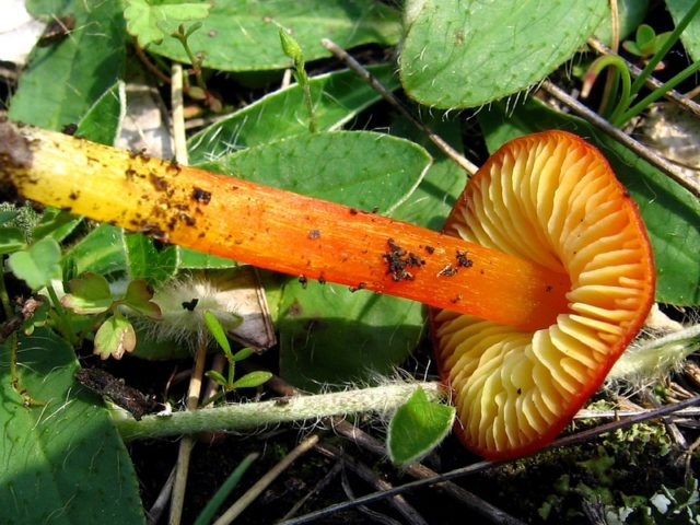 Hygrocybe turunda: description and photo