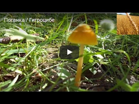 Hygrocybe turunda: description and photo