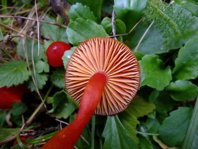 Hygrocybe turunda: description and photo