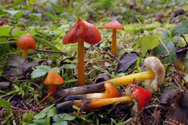 Hygrocybe turunda: description and photo