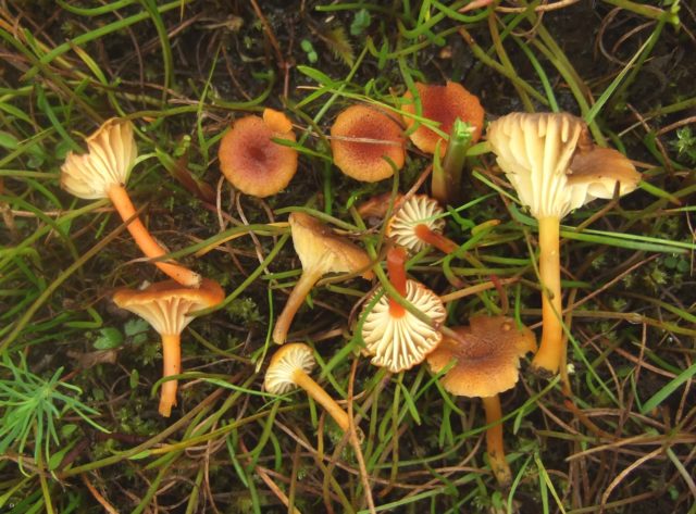 Hygrocybe turunda: description and photo