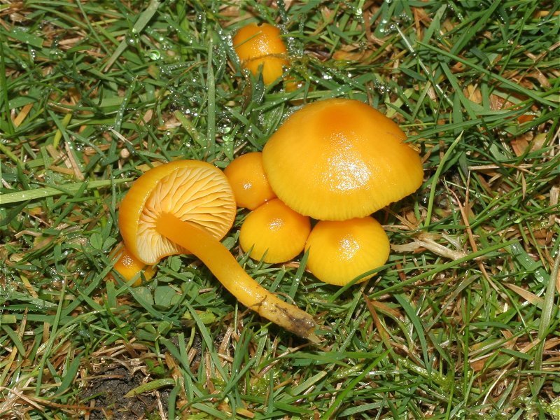 Hygrocybe Wax (Hygrocybe ceracea) photo and description