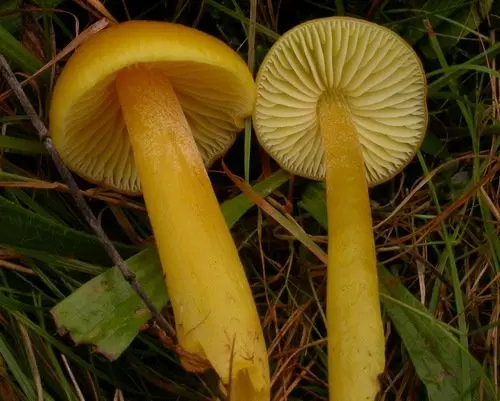 Hygrocybe yellow-green (Hygrocybe dark-chlorine) (Hygrocybe chlorophana) photo and description