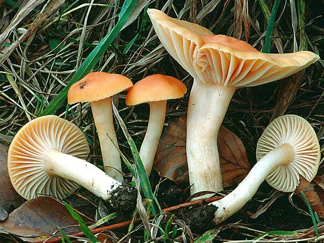 Hygrofor meadow: edibility, description and photo