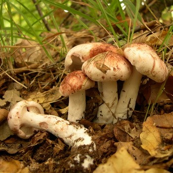 Hygrofor mushroom: photo and description