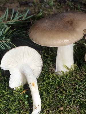 Hygrofor mushroom: photo and description