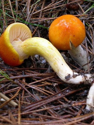 Hygrofor mushroom: photo and description