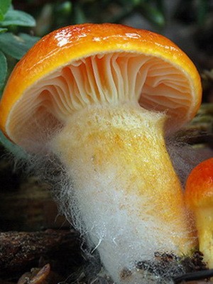 Hygrofor mushroom: photo and description