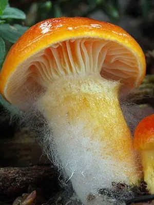 Hygrofor mushroom: photo and description