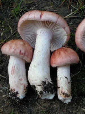 Hygrofor mushroom: photo and description