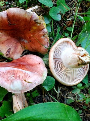 Hygrofor mushroom: photo and description