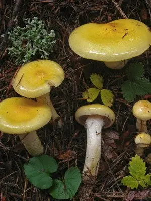 Hygrofor mushroom: photo and description