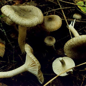 Hygrofor mushroom: photo and description