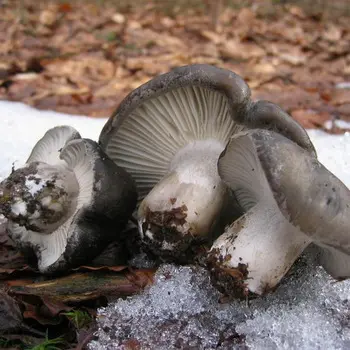 Hygrofor mushroom: photo and description