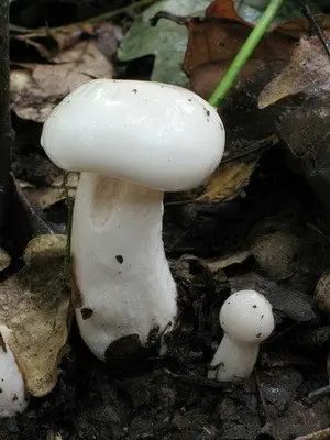 Hygrofor mushroom: photo and description