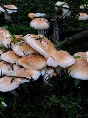 Hygrofor mushroom: photo and description