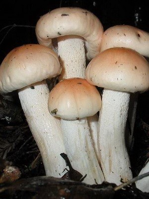 Hygrofor mushroom: photo and description