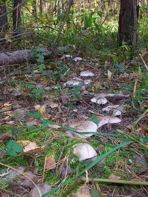 Hygrofor mushroom: photo and description