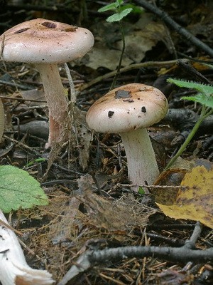 Hygrofor mushroom: photo and description