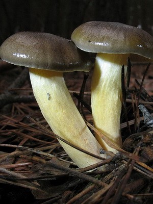 Hygrofor mushroom: photo and description