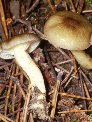 Hygrofor mushroom: photo and description