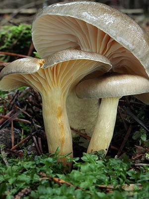 Hygrofor mushroom: photo and description