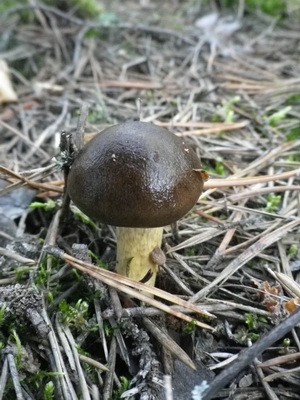 Hygrofor mushroom: photo and description