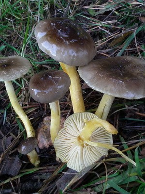 Hygrofor mushroom: photo and description