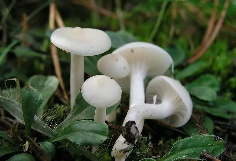 Hygrophorus snow white (Cuphophyllus virgineus) photo and description