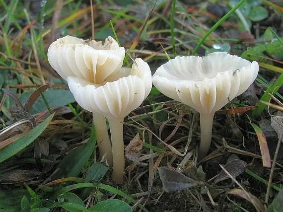 Hygrophorus snow white (Cuphophyllus virgineus) photo and description