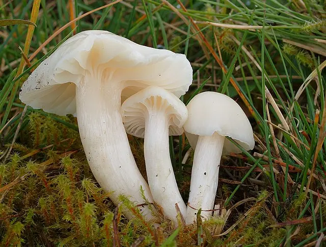 Hygrophorus snow white (Cuphophyllus virgineus) photo and description