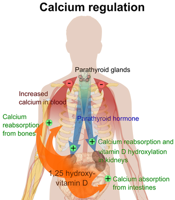 Hypercalcemia &#8211; Too much calcium in the body. Symptoms