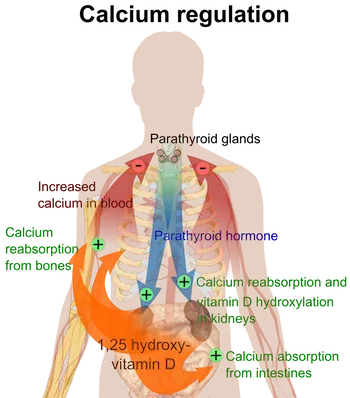 Hypercalcemia &#8211; Too much calcium in the body. Symptoms