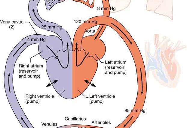 Hypertension, i.e. the heart as a pump that pushes too much